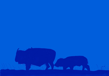 Bisonblue & Bisonday