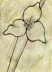 penciled flower