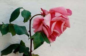 pink rose