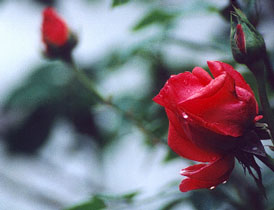 red rose